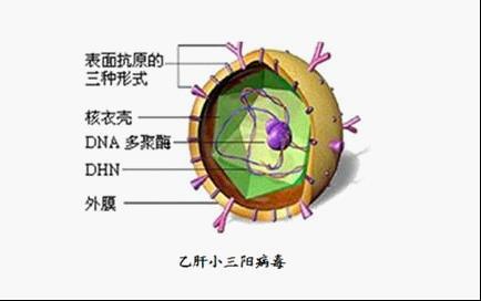 什么是乙肝小三阳
