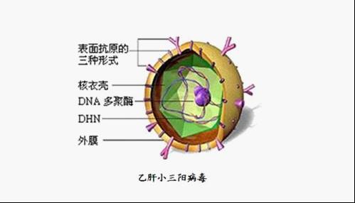 您真正“懂”乙肝小三阳吗