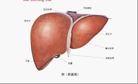 小三阳不治疗小心肝癌上身