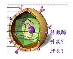 转氨酶高的原因是什么