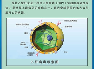 hbvdna是什么